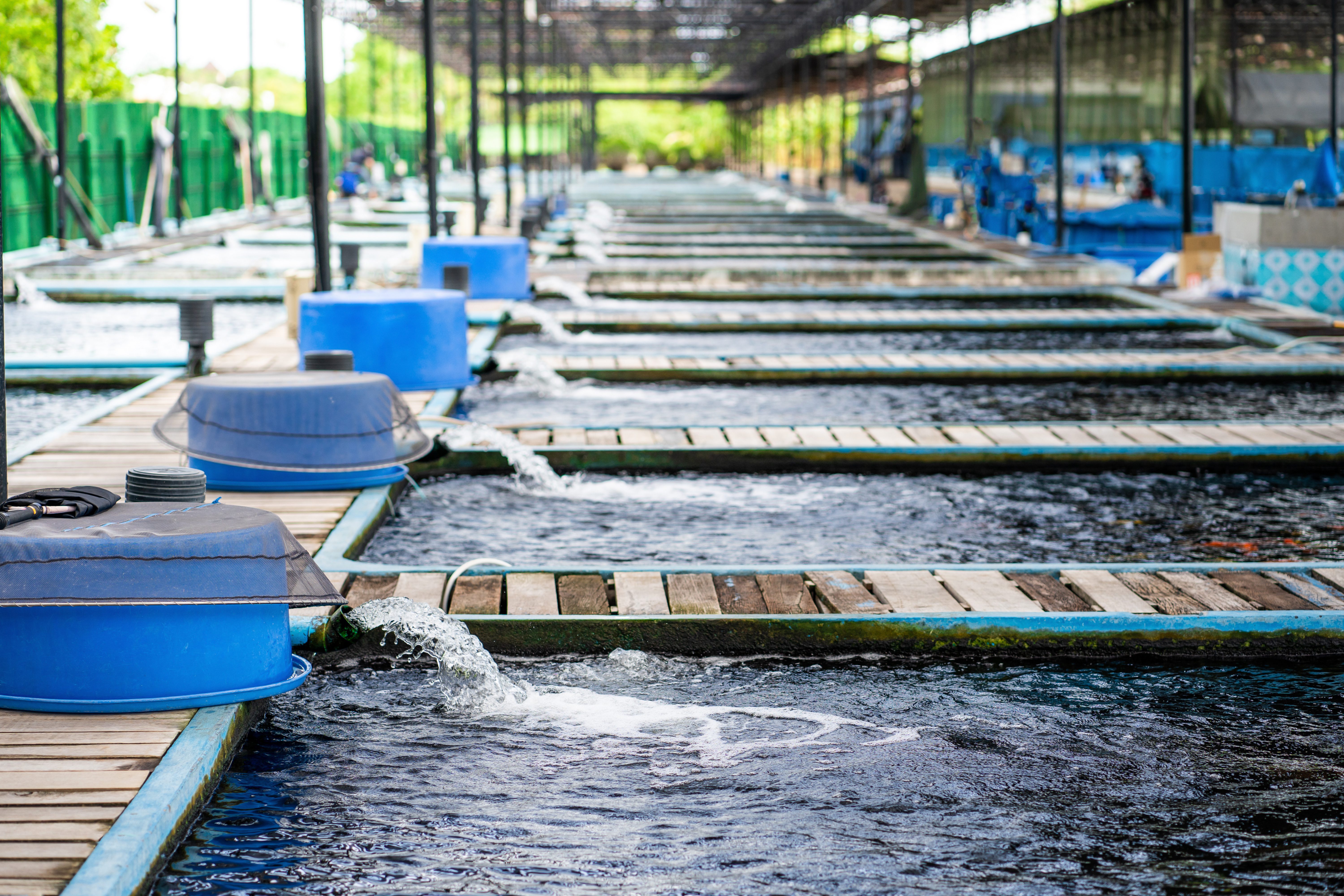 Automatisasi Pakan Ikan: Meningkatkan Efisiensi dan Produktivitas di Industri Perikanan