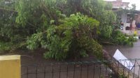 Satu Pohon Mahoni Besar di Kota Rangkasbitung Tumbang, Di Tengah Hujan Deras Disertai Angin Kencang