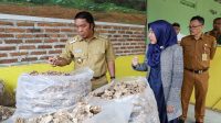 Pj Gubernur Banten Berangkatkan Ekspor Daun Talas Beneng ke Amerika Serikat