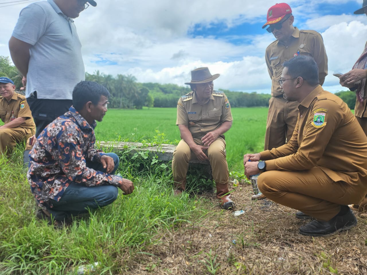 Pj. Gubenur Banten Al Muktabar, Tinjau Tinjau Penangkaran Benih Padi di Pandeglang