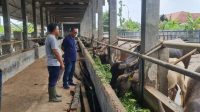 Jelang Idul Adha 1445 H, Disnakkeswan Kab. Lebak Tingkatkan Pengawasan Hewan Qurban