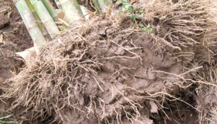 Inovasi PGPR Akar Bambu di Kabupaten Tangerang: Solusi Untuk Pertanian Berkelanjutan