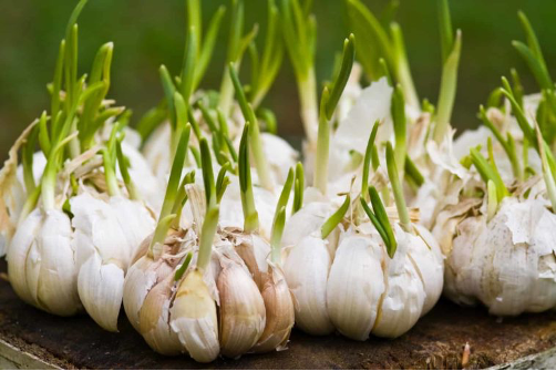 Analisis Kebijakan Impor Bawang Putih: Menyeimbangkan Kebutuhan Nasional dan Perlindungan Petani Lokal