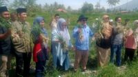 Bupati Tanah Datar Hadiri Panen Raya Bawang Merah di Nagari Cubadak: BMC Jaya Panen untuk Kedua Kalinya