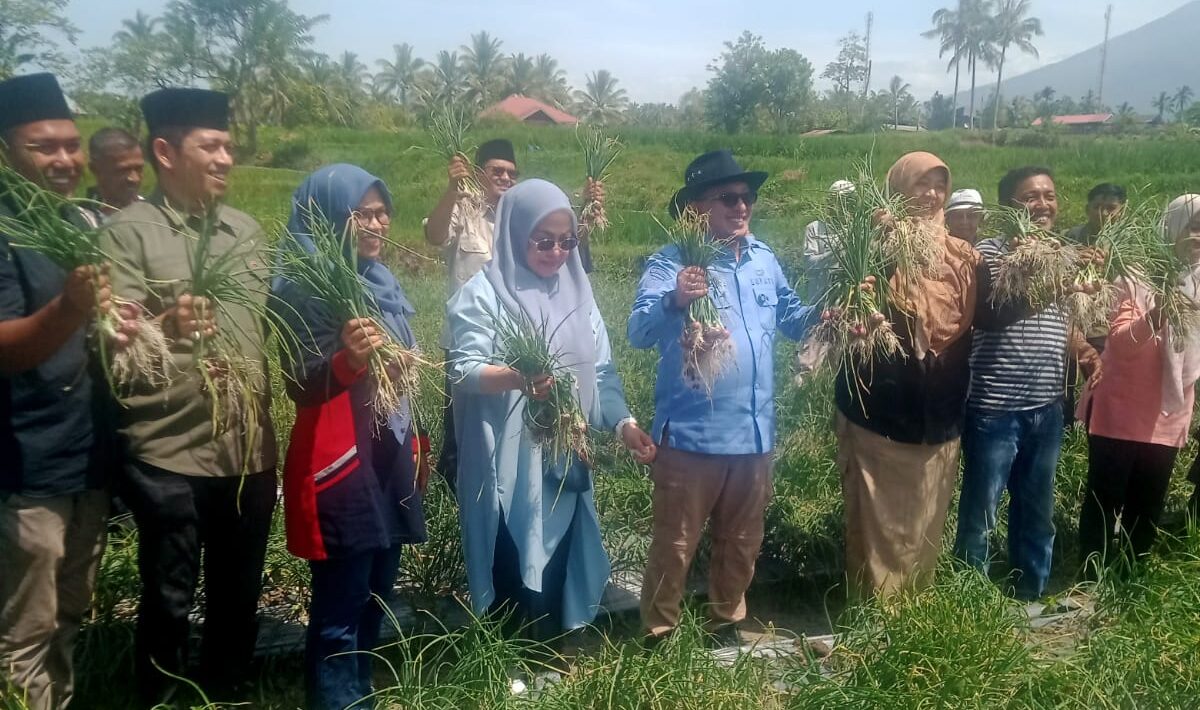 Bupati Tanah Datar Hadiri Panen Raya Bawang Merah di Nagari Cubadak: BMC Jaya Panen untuk Kedua Kalinya