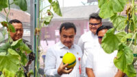 Sekda Tangerang Soma Atmaja, Panen Melon di  Desa Curug Wetan