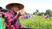 Panen Raya Cabai Setan di Legok: Produktivitas Tinggi Dongkrak Pendapatan Petani Tangerang Panen Raya Cabai Setan di Legok: Produktivitas Tinggi Dongkrak Pendapatan Petani Tangerang
