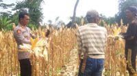 Polsek Rangkasbitung Gelar Panen Raya Jagung, Dukung Swasembada Pangan