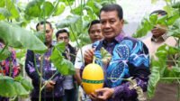 Bupati Tangerang Panen Melon Hidroponik, Luncurkan Sentra Millennial Hydrofarm di Curug