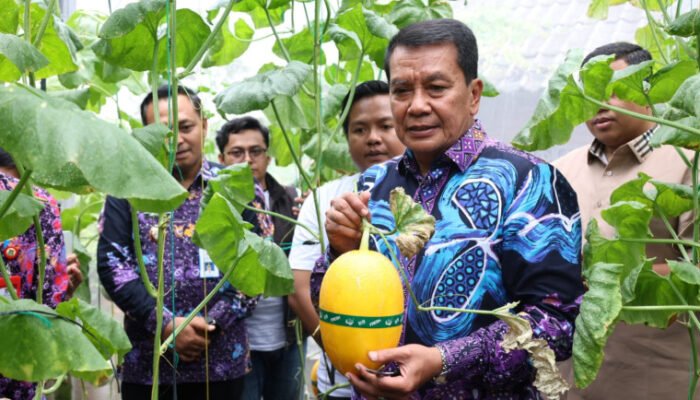 Bupati Tangerang Panen Melon Hidroponik, Luncurkan Sentra Millennial Hydrofarm di Curug