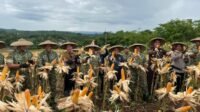 Wakasad Panen Jagung di Lebak, Batalyon TP 840 Golok Sakti Dukung Swasembada Pangan Nasional