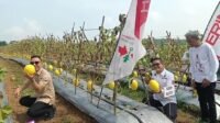 Bupati Lebak Hasbi Jayabaya, Panen Raya 30 Ton Golden Melon di Cileles