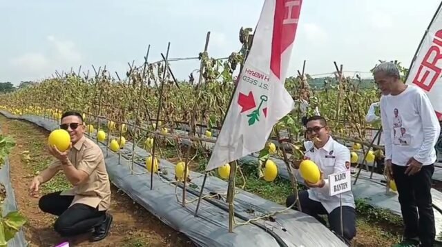 Bupati Lebak Hasbi Jayabaya, Panen Raya 30 Ton Golden Melon di Cileles