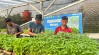 Bibit Cabai SMKN 2 Rangkasbitung Dipercaya Petani Lebak Bibit Cabai SMKN 2 Rangkasbitung Dipercaya Petani Lebak