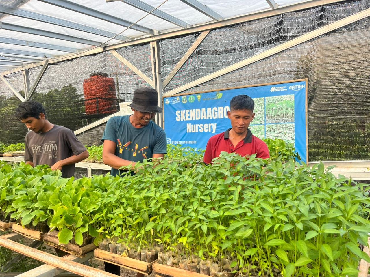 Bibit Cabai SMKN 2 Rangkasbitung Dipercaya Petani Lebak