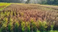 Hama Wereng Coklat Serang Sawah Warga Malingping, Produksi Padi Terancam Turun 30 Persen