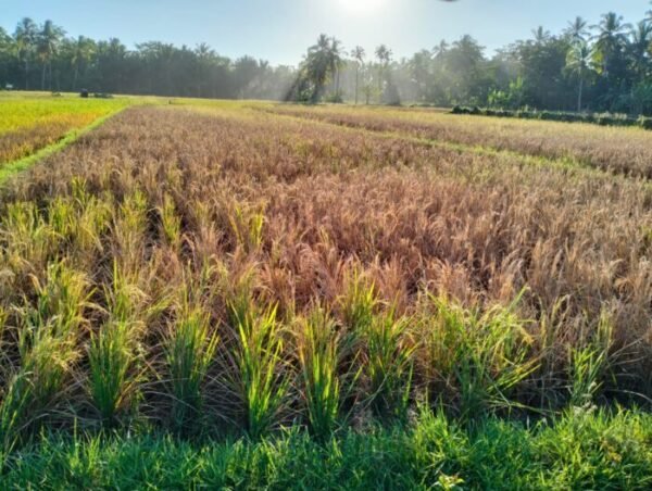 Hama Wereng Coklat Serang Sawah Warga Malingping, Produksi Padi Terancam Turun 30 Persen