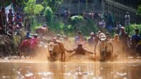 Pacu Jawi Tanah Datar Juara I Nasional AOE 2026, Ahmad Fadly: Promosi Harus Berujung Investasi