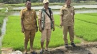 DPKP Kabupaten Tangerang Uji Coba Tanam Padi Sistem Tabela, Targetkan Produktivitas 10 Ton per Hektare DPKP Kabupaten Tangerang Uji Coba Tanam Padi Sistem Tabela, Targetkan Produktivitas 10 Ton per Hektare