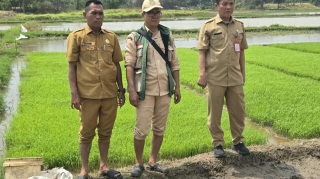 DPKP Kabupaten Tangerang Uji Coba Tanam Padi Sistem Tabela, Targetkan Produktivitas 10 Ton per Hektare