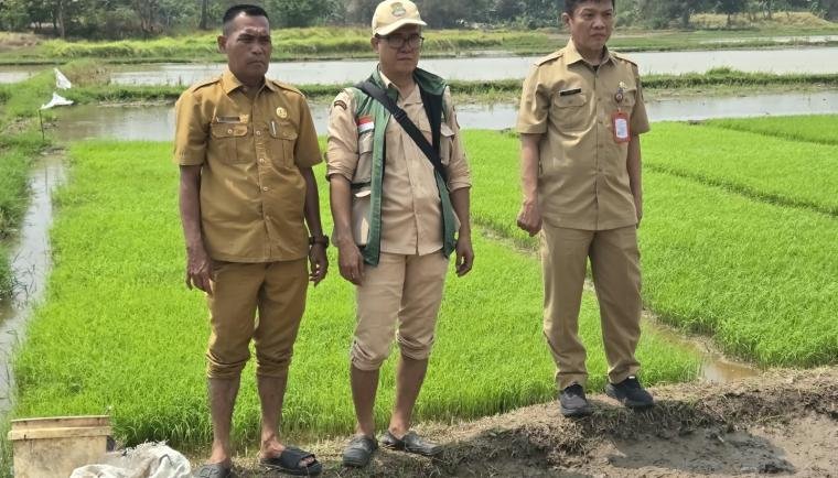 DPKP Kabupaten Tangerang Uji Coba Tanam Padi Sistem Tabela, Targetkan Produktivitas 10 Ton per Hektare