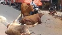 Tiga Kendaraan di Jalan Soetami Bertabrakan, 8 Ekor Sapi Jadi Korban: 2 Patah Kaki, 6 Kabur