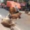 Tiga Kendaraan di Jalan Soetami Bertabrakan, 8 Ekor Sapi Jadi Korban: 2 Patah Kaki, 6 Kabur