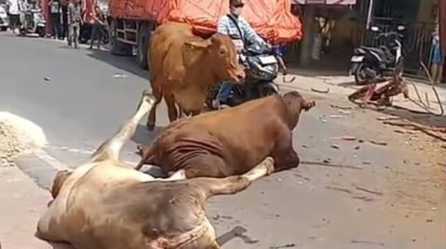 Tiga Kendaraan di Jalan Soetami Bertabrakan, 8 Ekor Sapi Jadi Korban: 2 Patah Kaki, 6 Kabur