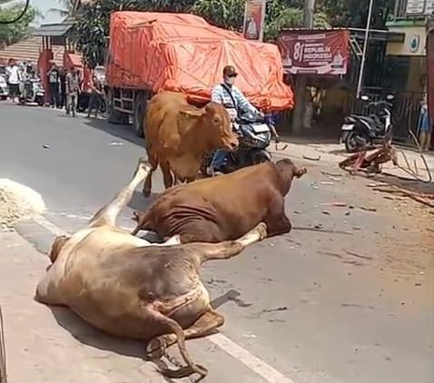 Tiga Kendaraan di Jalan Soetami Bertabrakan, 8 Ekor Sapi Jadi Korban: 2 Patah Kaki, 6 Kabur