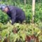 PUB Gelar Baduy Lestari, Salurkan 70.000 Bibit Tanaman untuk Masyarakat Baduy