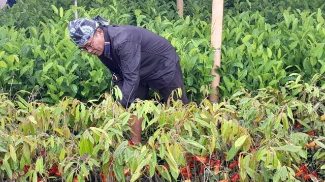 PUB Gelar Baduy Lestari, Salurkan 70.000 Bibit Tanaman untuk Masyarakat Baduy